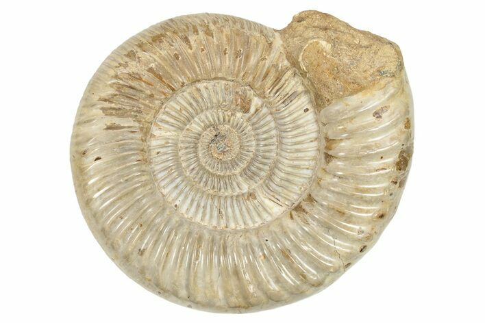 Jurassic Ammonite (Perisphinctes) - Madagascar #229521